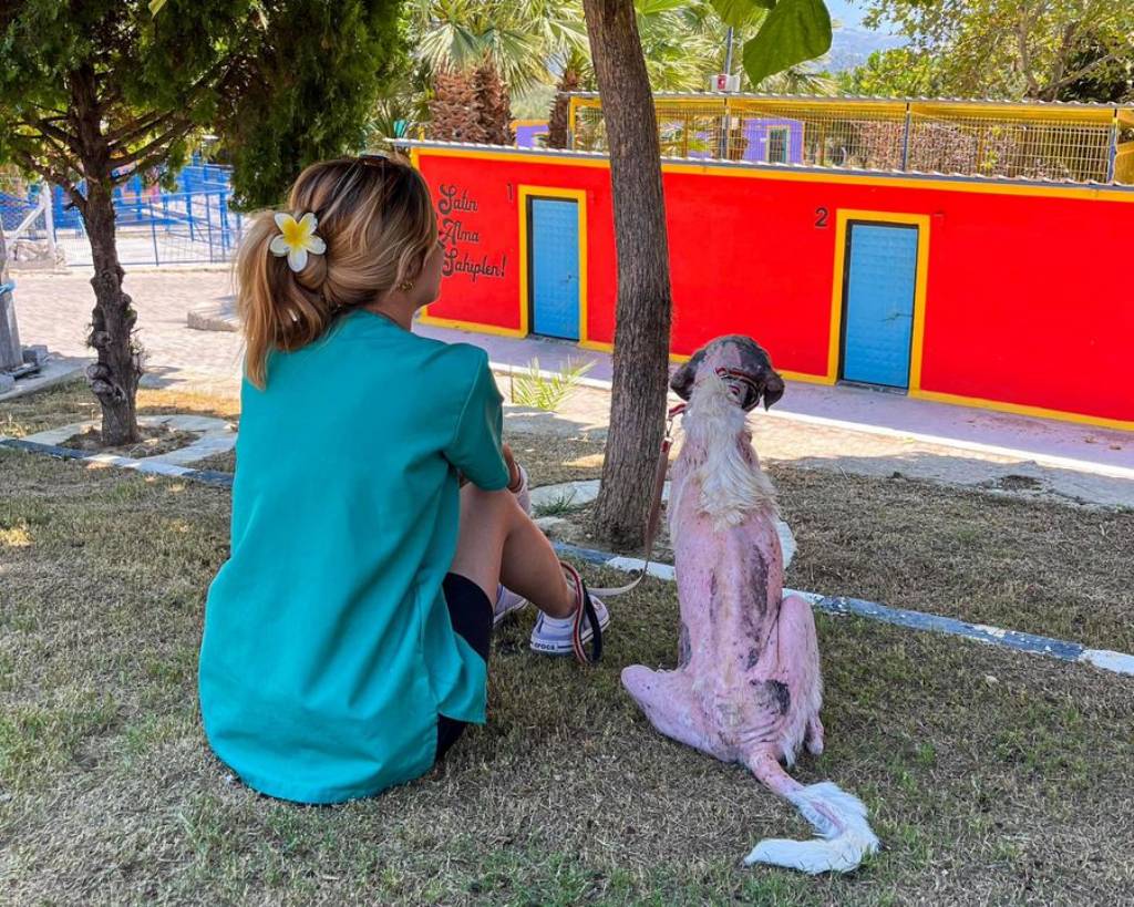 Kuşadası Belediyesi, Yangın Bölgesindeki Yaralı Hayvanın Tedavisini Üstlendi