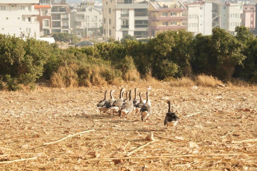 Didim'de Yangınlara Müdahale Devam Ediyor