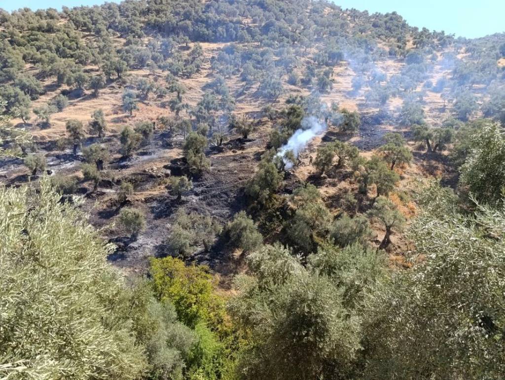 Koçarlı'da Zeytinlik Alanda Yangın Kontrol Altına Alındı