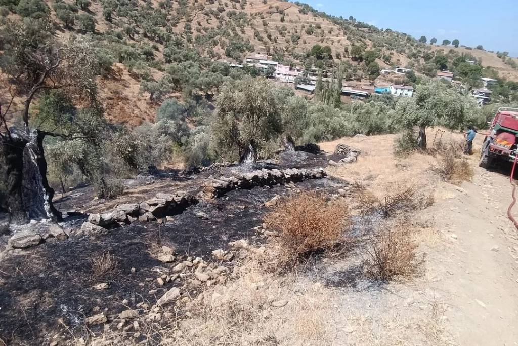 Koçarlı'da Zeytinlik Alanda Yangın Kontrol Altına Alındı