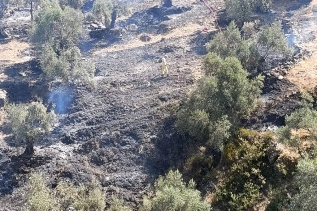 Koçarlı'da Zeytinlik Alanda Yangın Kontrol Altına Alındı