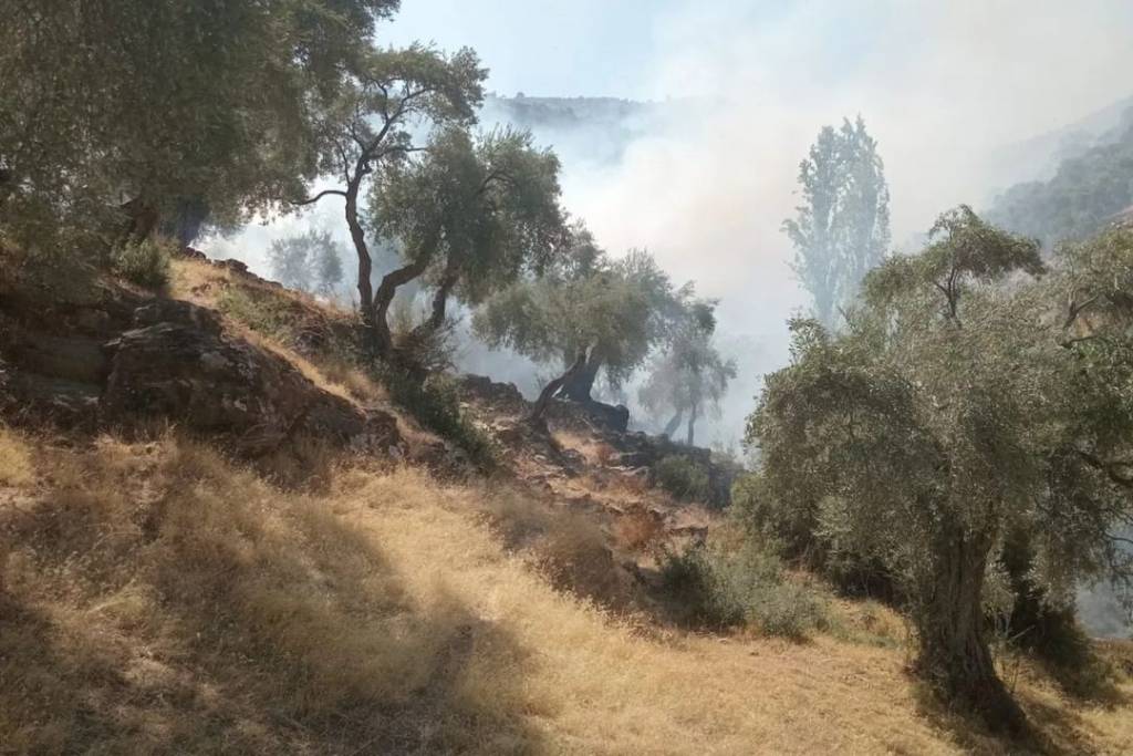 Koçarlı'da Zeytinlik Alanda Yangın Kontrol Altına Alındı