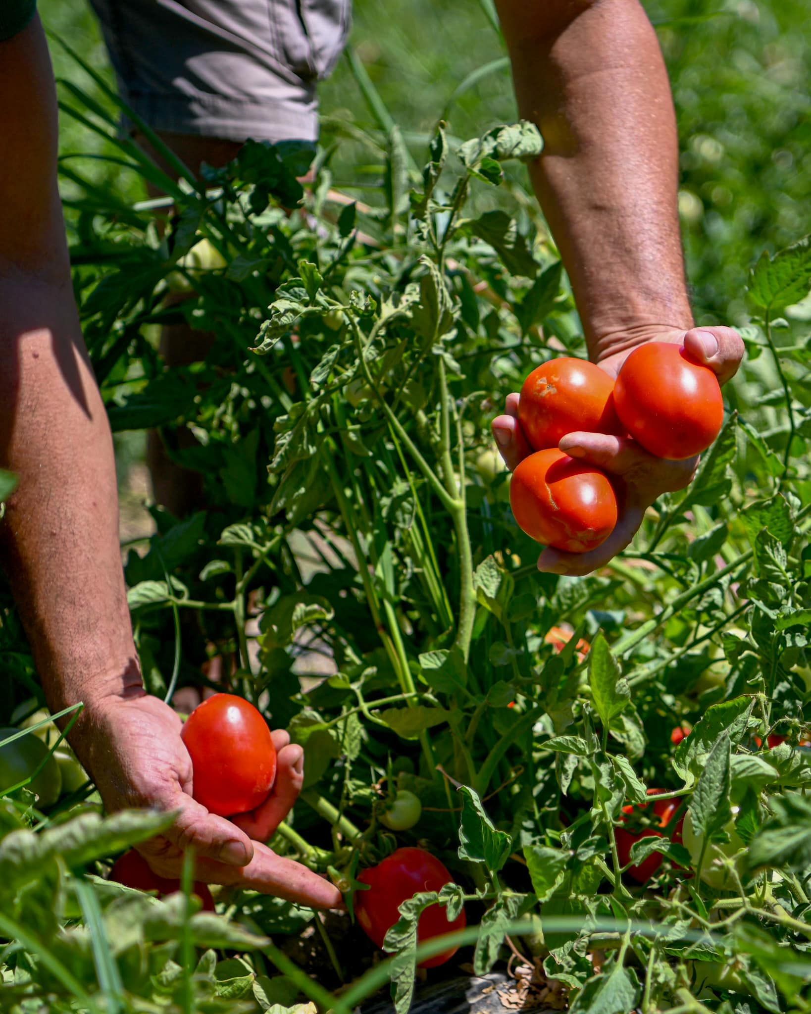 AdaBahçe’nin Taptaze Yaz Mahsülleri Ada Market Ekspres Aracımızda!