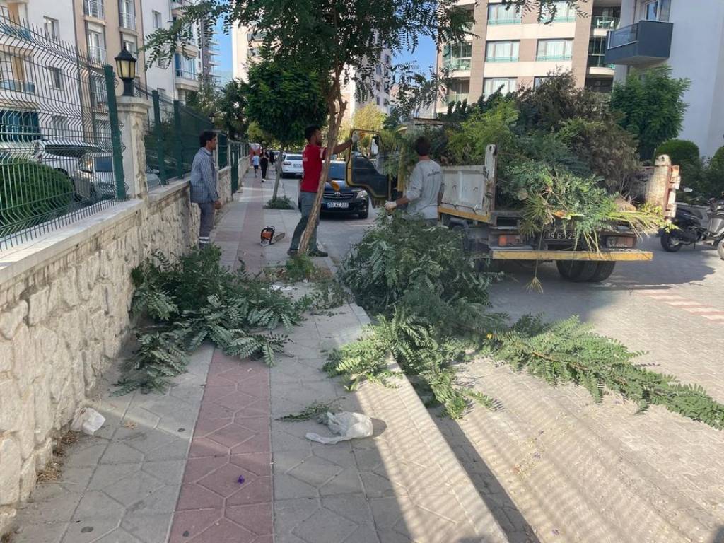 Söke Belediyesi Ağaç Budama Çalışmalarını sürdürüyor