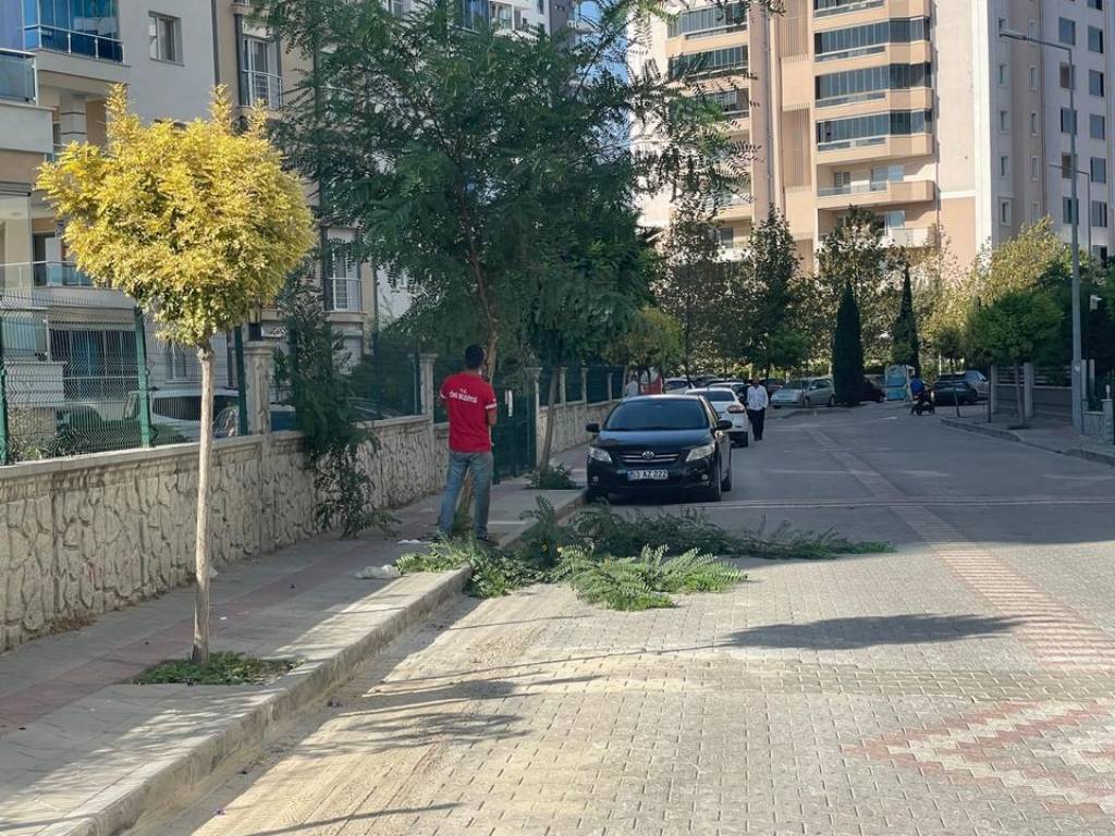 Söke Belediyesi Ağaç Budama Çalışmalarını sürdürüyor